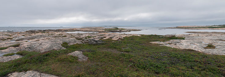 Asmaløy honningblom 