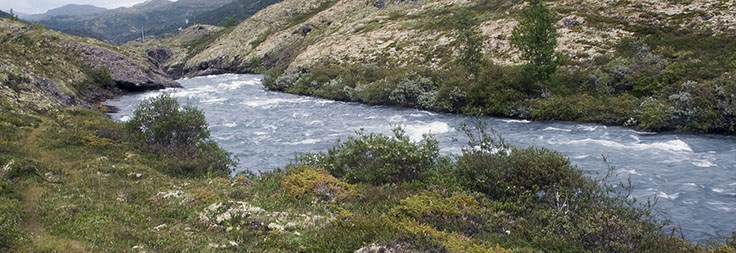 Bøverdalen fjellkurle