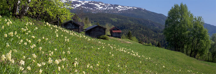 Blika søstermarihånd