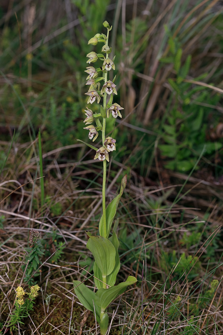 Epipactis helleborine breiflangre