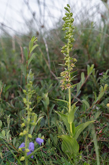 Epipactis helleborine breiflangre