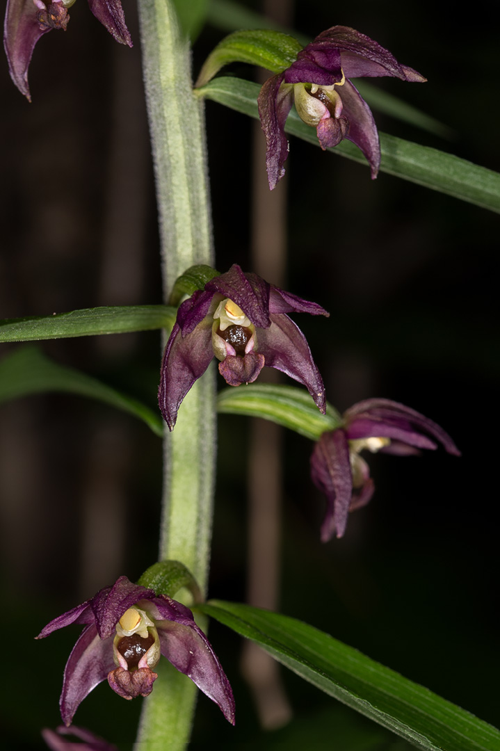 Epipactis helleborine breiflangre
