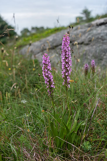 Gymnadenia conopsea brudespore