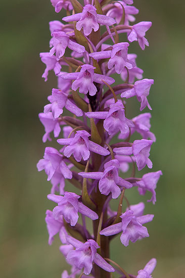 Gymnadenia conopsea brudespore