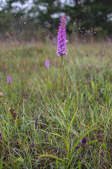 Gymnadenia densiflora praktbrudespore