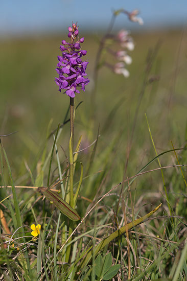 Gymnadenia densiflora praktbrudespore