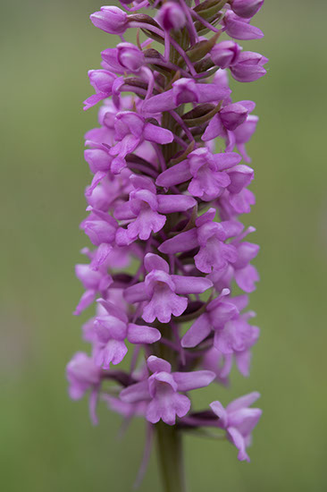 Gymnadenia densiflora praktbrudespore