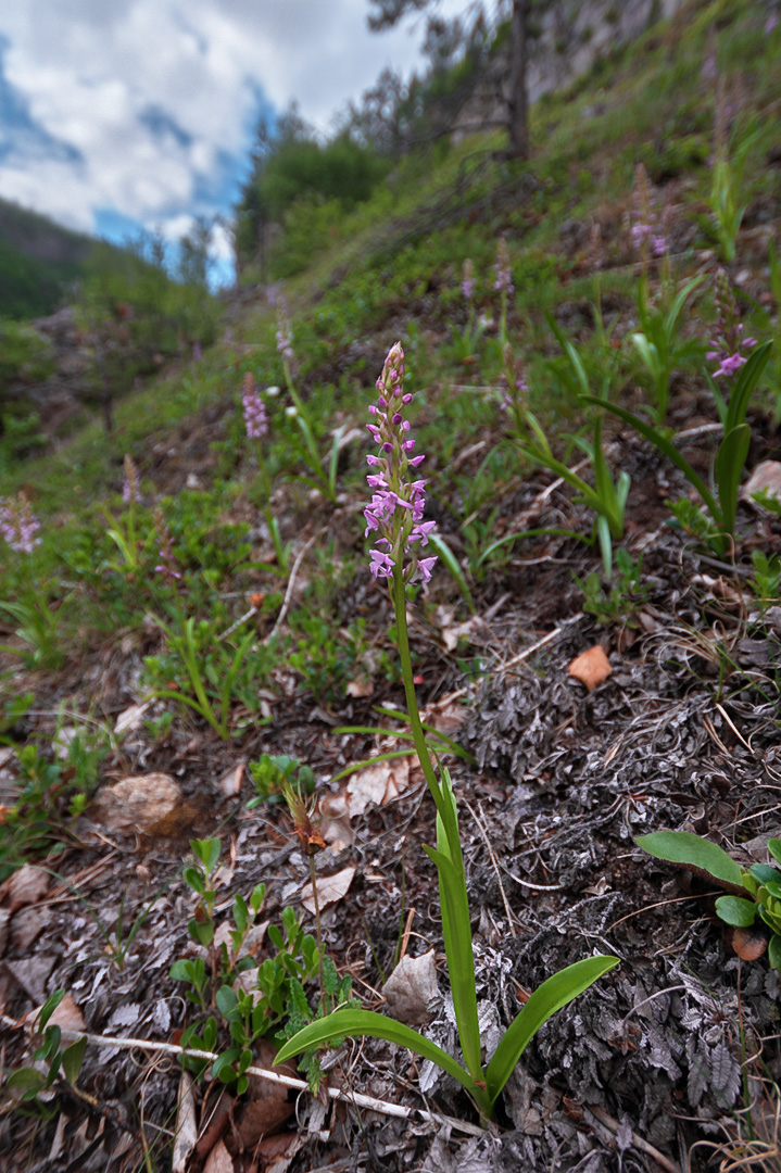 Gymnadenia conopsea brudespore