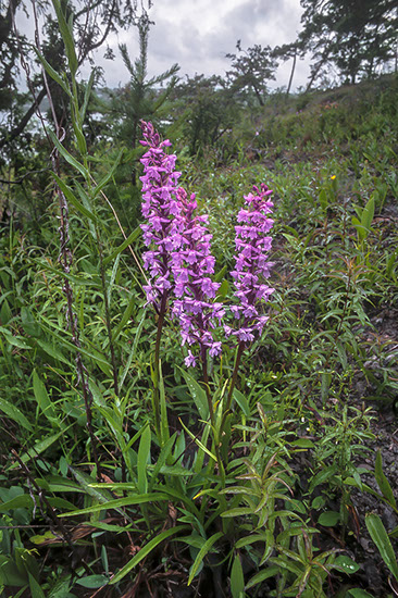 Gymnadenia conopsea brudespore