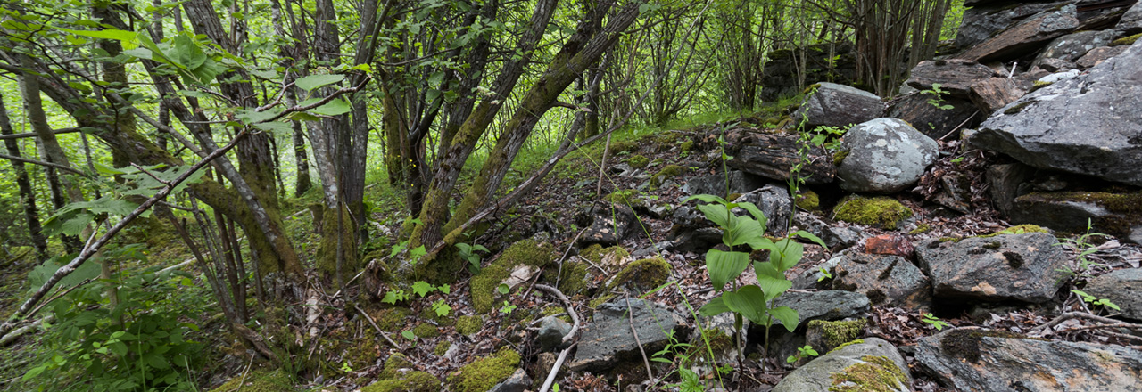 Osterøy breiflangre