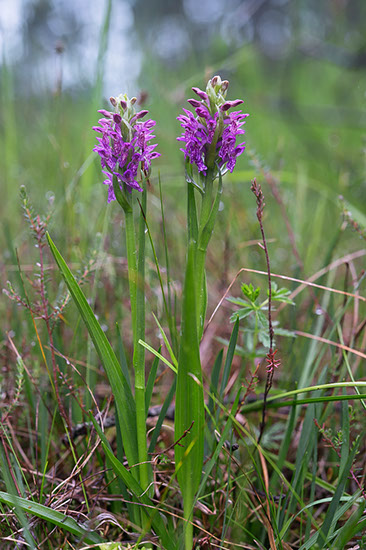 Dactylorhiza incarnata engmarihånd