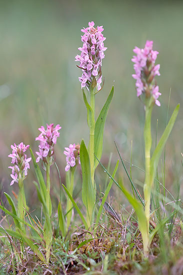 Dactylorhiza incarnata engmarihånd