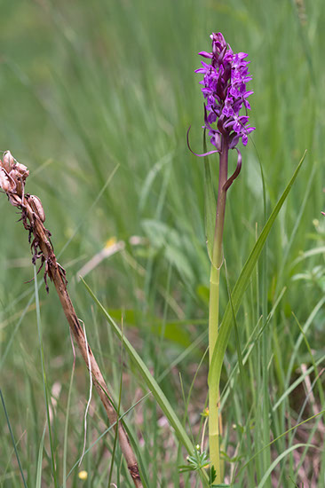 Dactylorhiza incarnata engmarihånd