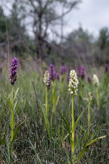 Dactylorhiza incarnata engmarihånd