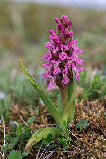 Dactylorhiza incarnata engmarihånd