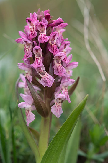 Dactylorhiza incarnata engmarihånd