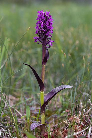 Dactylorhiza incarnata engmarihånd