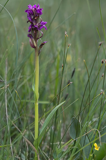 Dactylorhiza incarnata engmarihånd