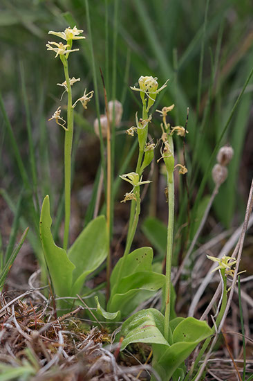 Liparis loeselii fettblad