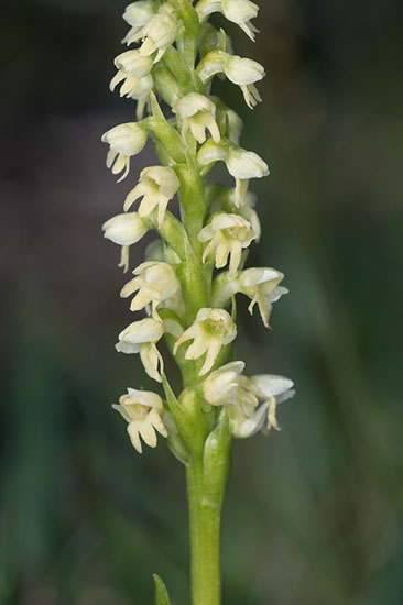 Pseudorchis straminea fjellhvitkurle