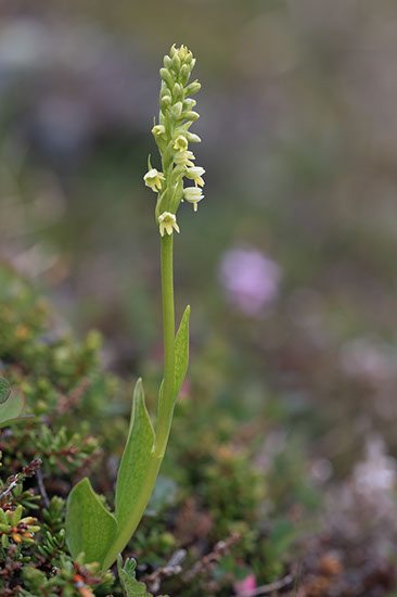 Pseudorchis straminea fjellhvitkurle