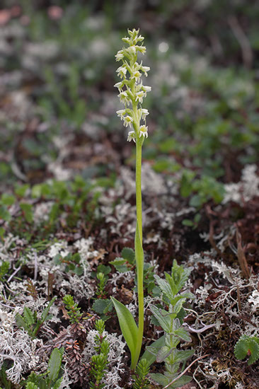 Pseudorchis straminea fjellhvitkurle