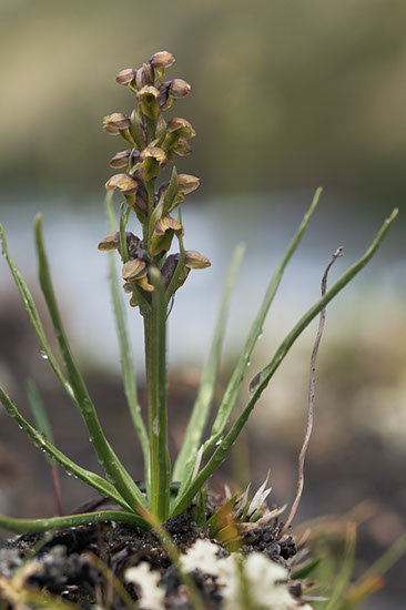 Chamorchis alpina fjellkurle