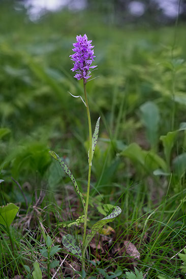 Dactylorhiza maculata blekmarihånd