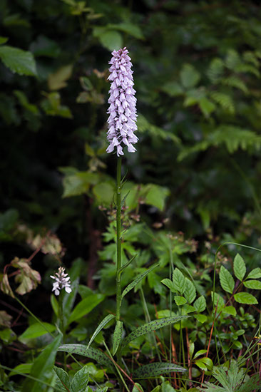 Dactylorhiza maculata blekmarihånd