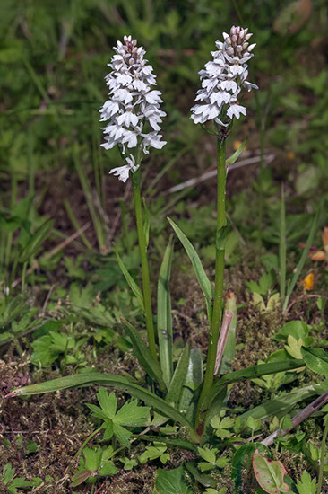 Dactylorhiza maculata blekmarihånd