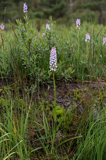 Dactylorhiza maculata blekmarihånd