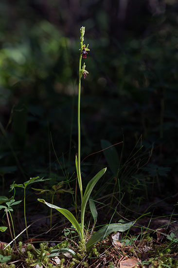 Ophrys insectifera flueblomst