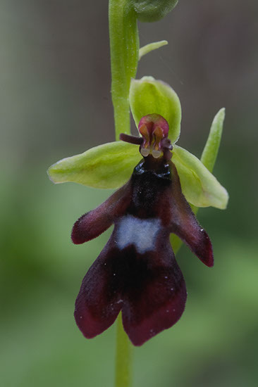 Ophrys insectifera flueblomst