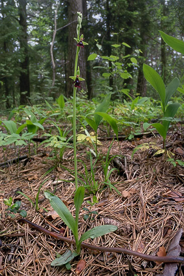 Ophrys insectifera flueblomst