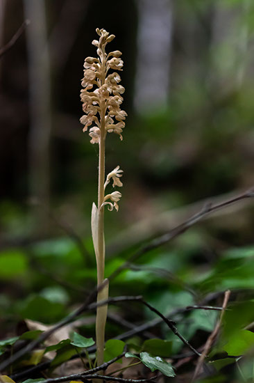 Neottia nidus-avis fuglerede