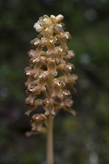 Neottia nidus-avis fuglerede