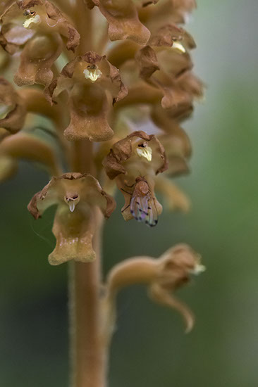 Neottia nidus-avis fuglerede