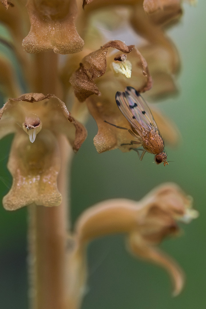Neottia nidus-avis fuglerede