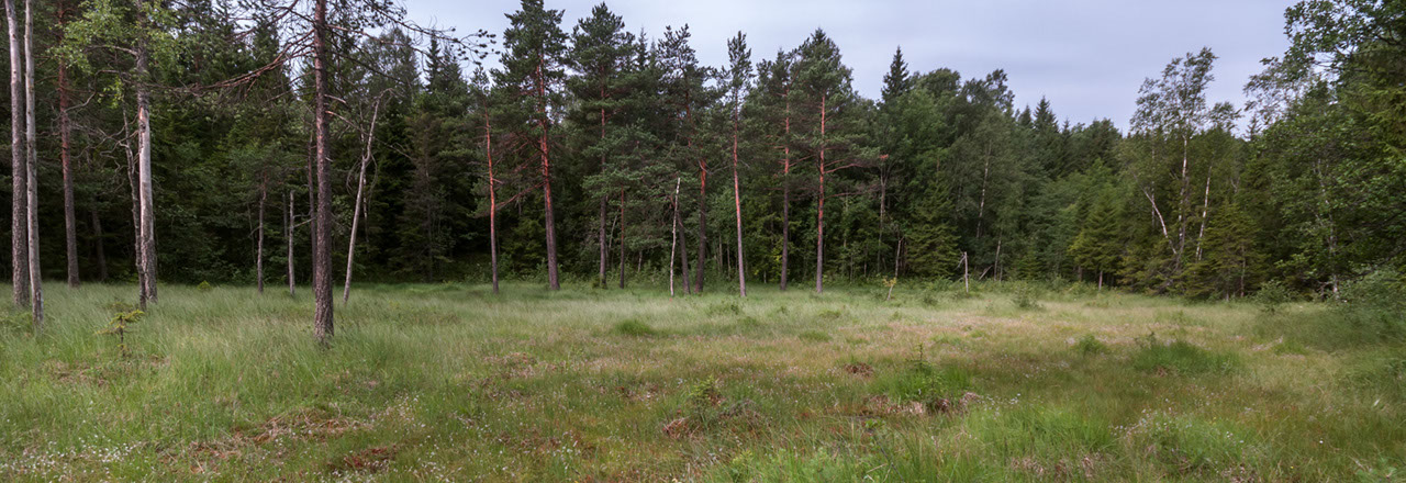 Gjellebekk engmarihånd