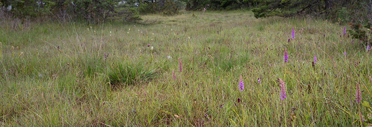 Gotland Gymnadenia densiflora