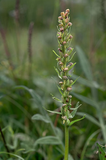 Dactylorhiza viridis grønnkurle