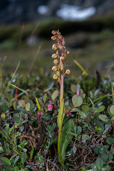 Dactylorhiza viridis grønnkurle