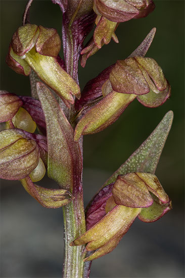 Dactylorhiza viridis grønnkurle