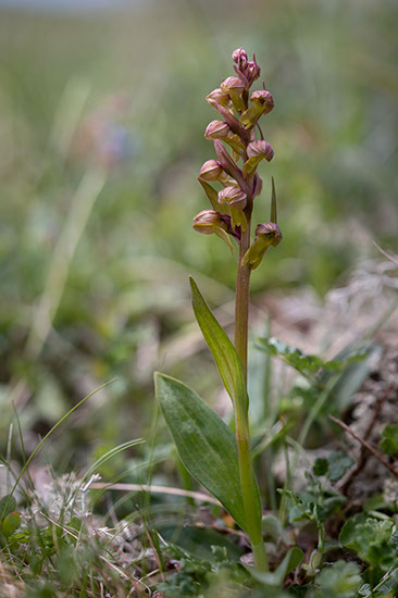 Dactylorhiza viridis grønnkurle