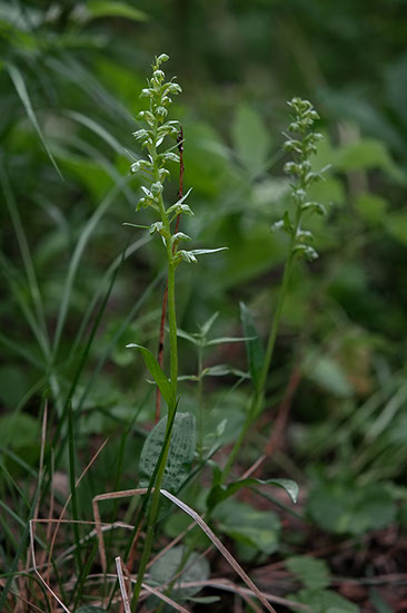 Dactylorhiza viridis grønnkurle