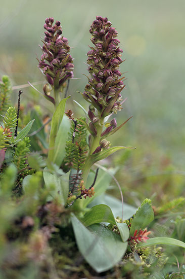 Dactylorhiza viridis grønnkurle