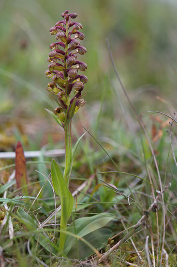 Dactylorhiza viridis grønnkurle