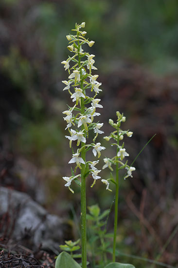 Platanthera chlorantha grov nattfiol