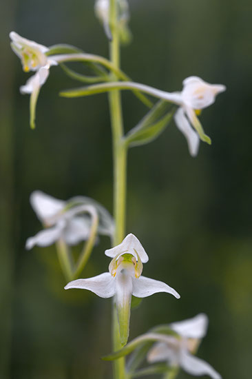 Platanthera chlorantha grov nattfiol