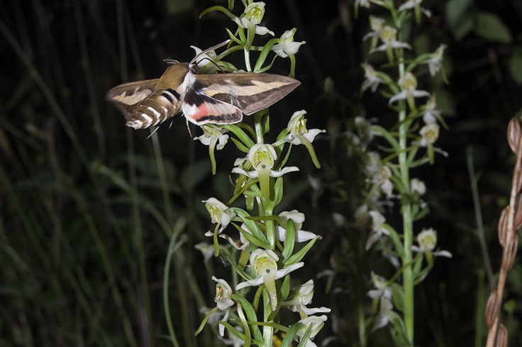 Platanthera chlorantha grov nattfiol